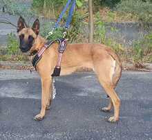 DIAMANTE, Hund, Malinois in Üchtelhausen - Bild 10