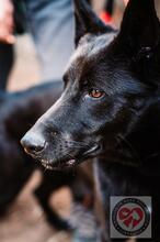 GORDO, Hund, Deutscher Schäferhund in Spanien - Bild 4