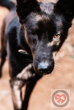 GORDO, Hund, Deutscher Schäferhund in Spanien - Bild 5