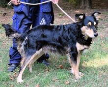 DAXTER, Hund, Mischlingshund in Italien - Bild 6