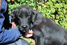 DRIFT, Hund, Labrador-Mix in Italien