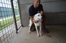 FEDRA, Hund, Mischlingshund in Italien - Bild 4