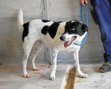 FERRUCCIO, Hund, Mischlingshund in Italien - Bild 10