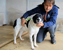 FERRUCCIO, Hund, Mischlingshund in Italien - Bild 2
