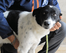 FERRUCCIO, Hund, Mischlingshund in Italien - Bild 4