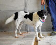 FERRUCCIO, Hund, Mischlingshund in Italien - Bild 9