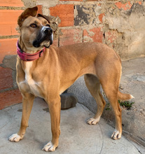RAFFY, Hund, Mischlingshund in Portugal - Bild 1