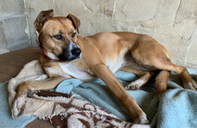 RAFFY, Hund, Mischlingshund in Portugal - Bild 2