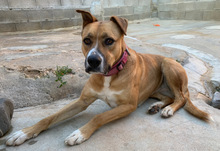 RAFFY, Hund, Mischlingshund in Portugal - Bild 4