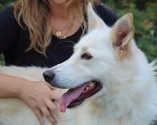LAURENTINO, Hund, Mischlingshund in Italien - Bild 1