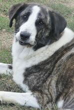 MALINA, Hund, Mischlingshund in Griechenland - Bild 12