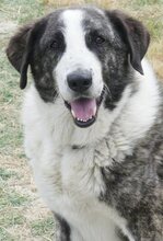 MALINA, Hund, Mischlingshund in Griechenland - Bild 16