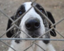 MALINA, Hund, Mischlingshund in Griechenland - Bild 34