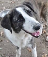 MALINA, Hund, Mischlingshund in Griechenland - Bild 36