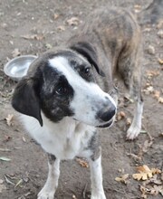 MALINA, Hund, Mischlingshund in Griechenland - Bild 37