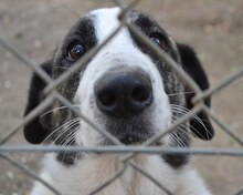 MALINA, Hund, Mischlingshund in Griechenland - Bild 38