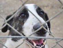 MALINA, Hund, Mischlingshund in Griechenland - Bild 39