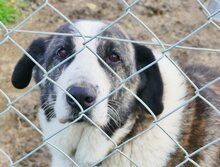 MALINA, Hund, Mischlingshund in Griechenland - Bild 40