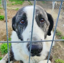 MALINA, Hund, Mischlingshund in Griechenland - Bild 41