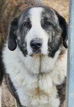 MALINA, Hund, Mischlingshund in Griechenland - Bild 42