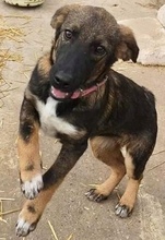 ALMA, Hund, Mischlingshund in Rumänien - Bild 2