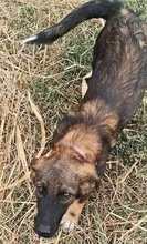 ALMA, Hund, Mischlingshund in Rumänien - Bild 3