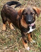 ALMA, Hund, Mischlingshund in Rumänien - Bild 5