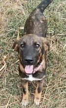 ALMA, Hund, Mischlingshund in Rumänien - Bild 6