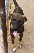 ALMA, Hund, Mischlingshund in Rumänien - Bild 8