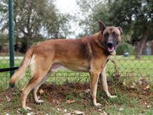 RAGU, Hund, Malinois in Spanien - Bild 1