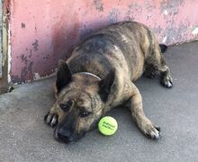MALENKA, Hund, Mischlingshund in Spanien - Bild 3
