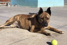 MALENKA, Hund, Mischlingshund in Spanien - Bild 5