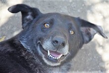 STAN, Hund, Mischlingshund in Ungarn - Bild 1