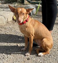 IRINA, Hund, Podenco in Spanien - Bild 1