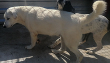 BARNY, Hund, Mischlingshund in Kroatien - Bild 2