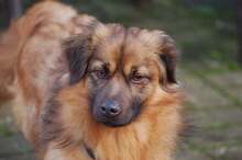MIRO, Hund, Mischlingshund in Erkelenz - Bild 3