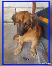 MIRO, Hund, Mischlingshund in Erkelenz - Bild 7