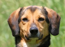 MOCCA, Hund, Mischlingshund in Mengkofen - Bild 1