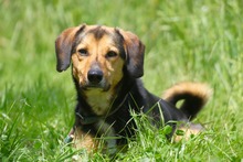 MOCCA, Hund, Mischlingshund in Mengkofen - Bild 2