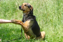 MOCCA, Hund, Mischlingshund in Mengkofen - Bild 3
