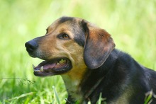 MOCCA, Hund, Mischlingshund in Mengkofen - Bild 4