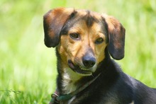MOCCA, Hund, Mischlingshund in Mengkofen - Bild 5