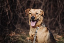 NINO, Hund, Mischlingshund in Berlin - Bild 10