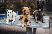 NINO, Hund, Mischlingshund in Berlin - Bild 11