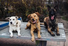 NINO, Hund, Mischlingshund in Berlin - Bild 12