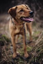 NINO, Hund, Mischlingshund in Berlin - Bild 14