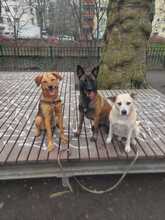 NINO, Hund, Mischlingshund in Berlin - Bild 17