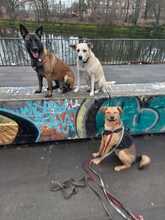 NINO, Hund, Mischlingshund in Berlin - Bild 18
