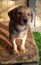 NINO, Hund, Mischlingshund in Berlin - Bild 28