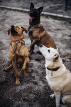 NINO, Hund, Mischlingshund in Berlin - Bild 3